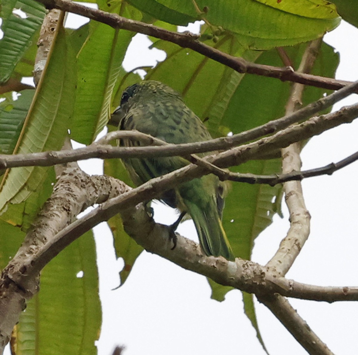 Spotted Tanager - ML619013256