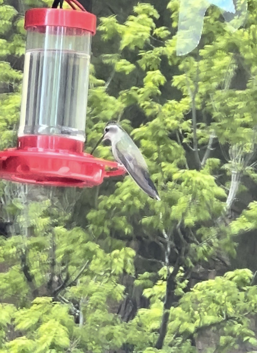 kolibřík blankytohrdlý - ML619013303