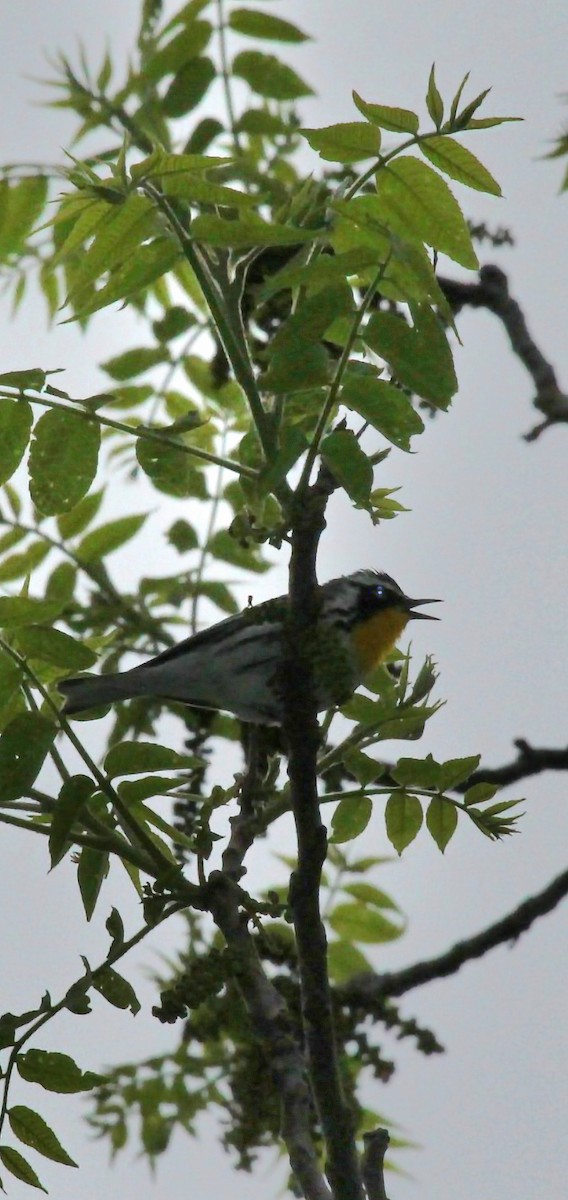Yellow-throated Warbler - Curt Fisher