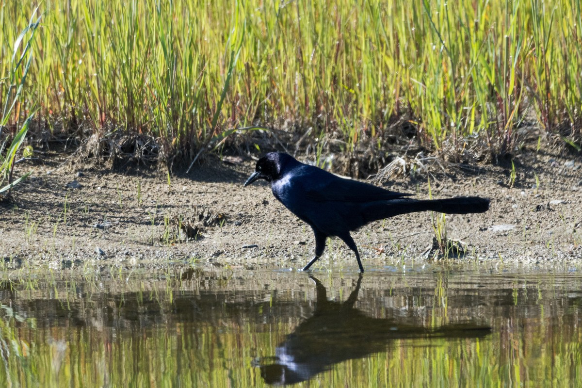 Boat-tailed Grackle - Alex Tey