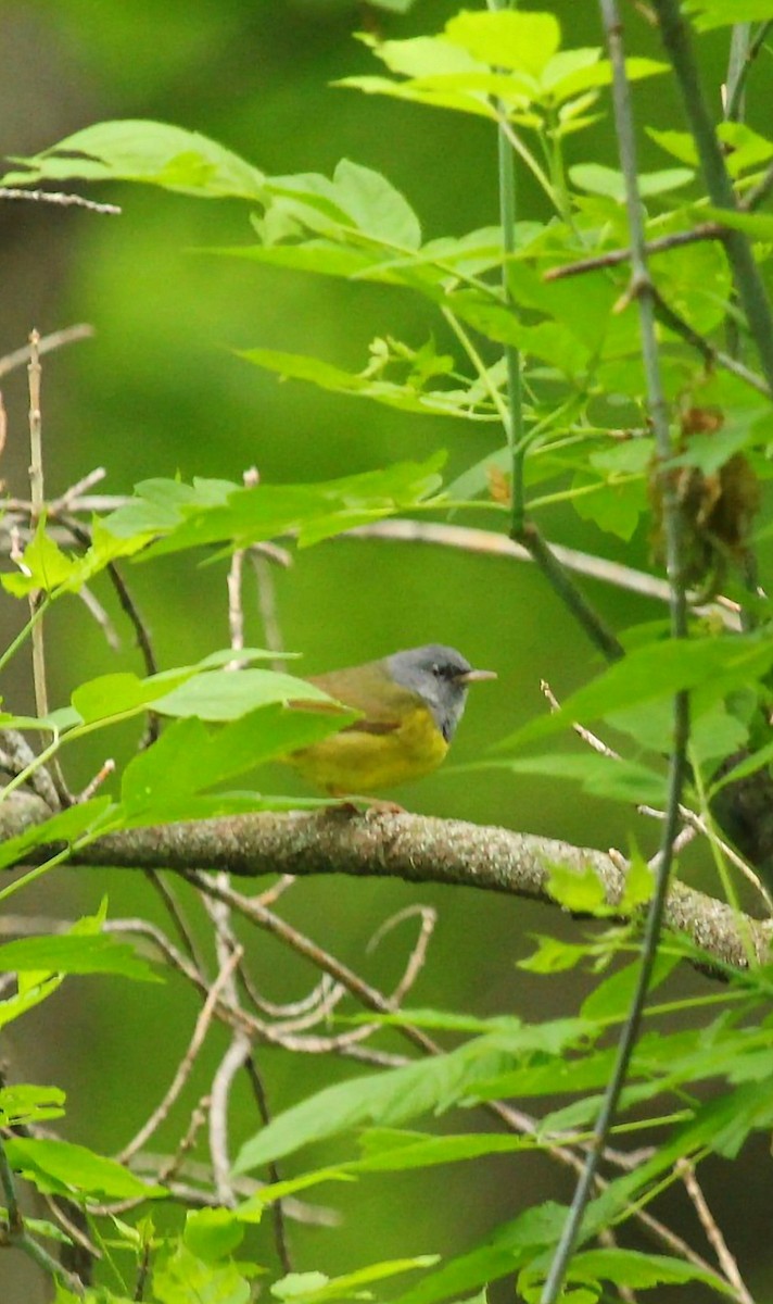 Mourning Warbler - Curt Fisher