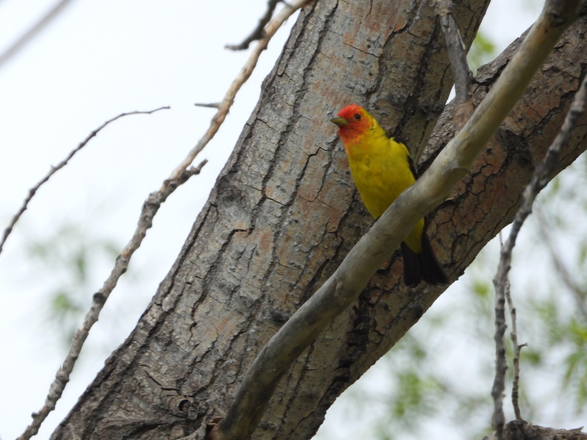 Western Tanager - Jeff Percell