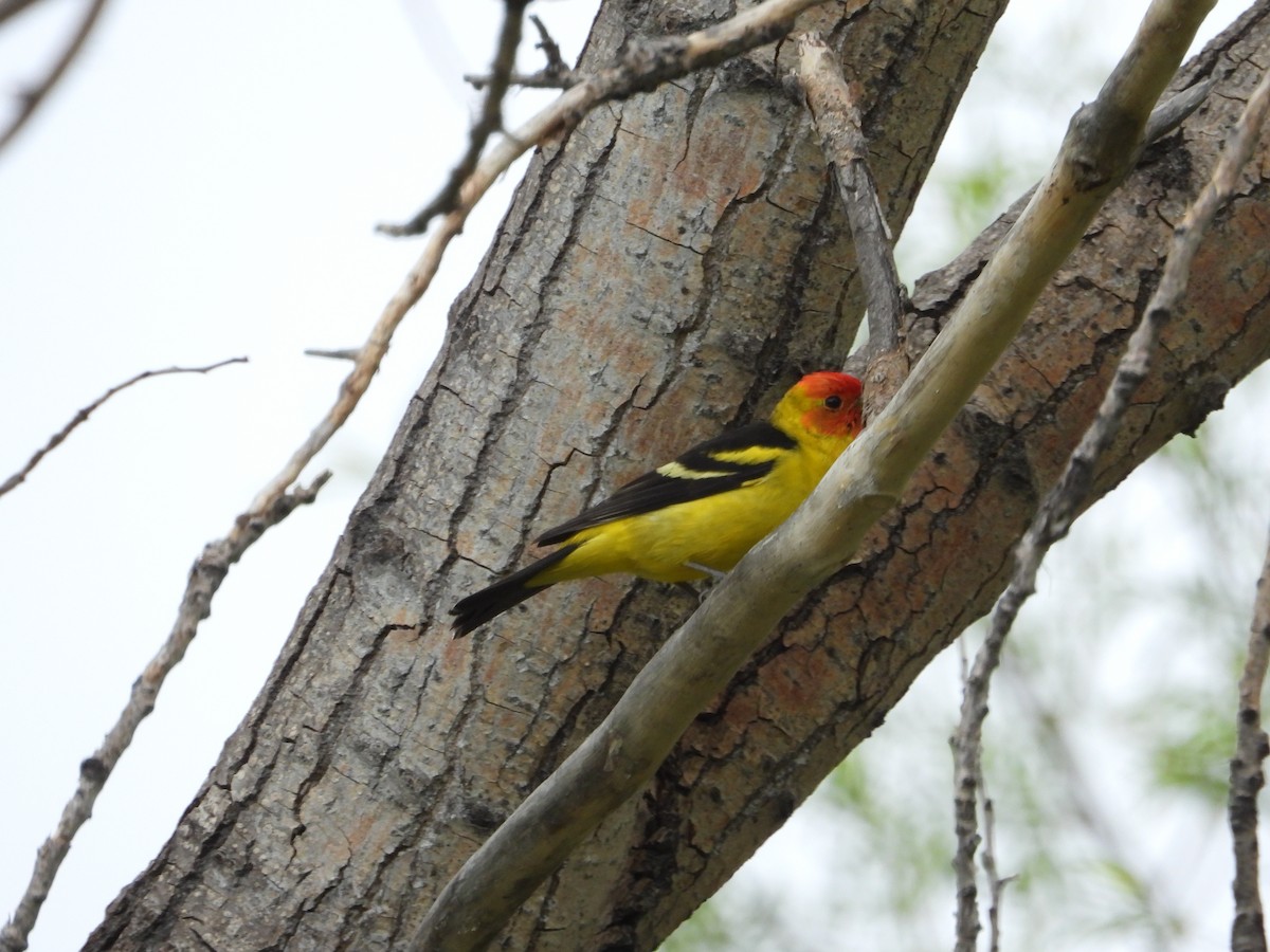Western Tanager - ML619013331