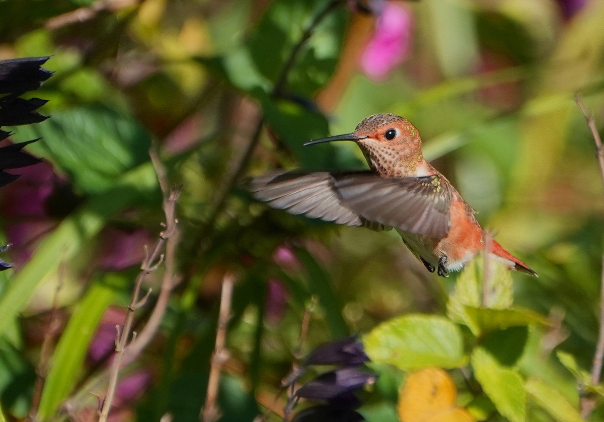Allen's Hummingbird - ML619013336
