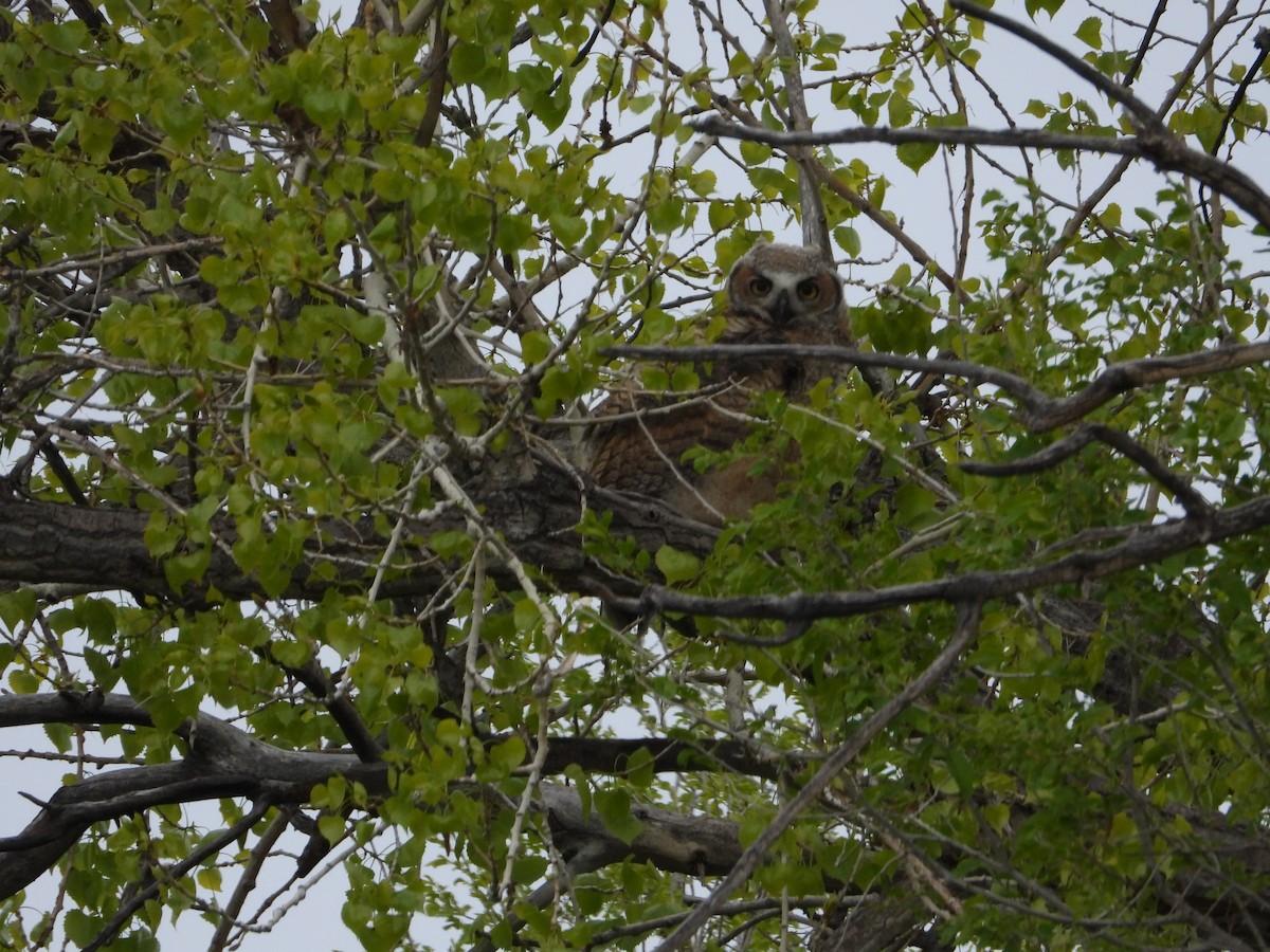 Great Horned Owl - ML619013352