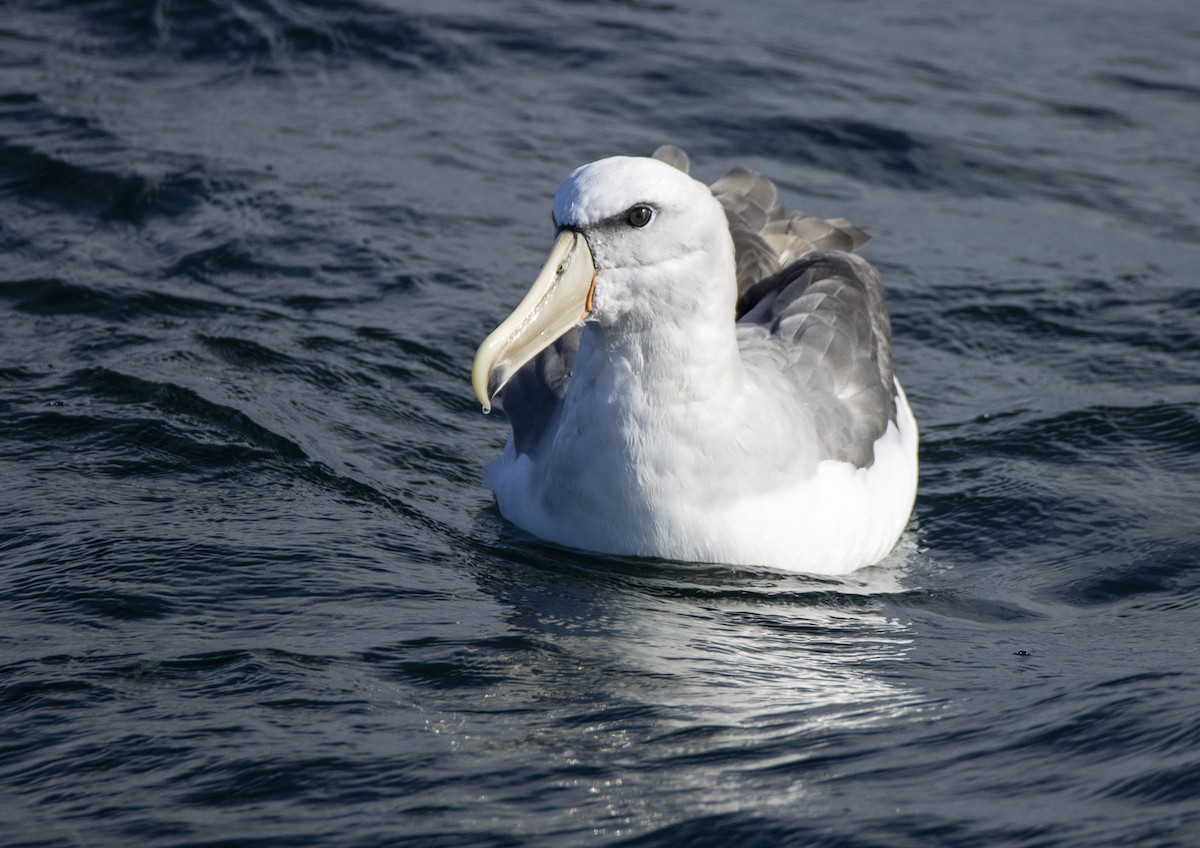 albatros snarský - ML619013353