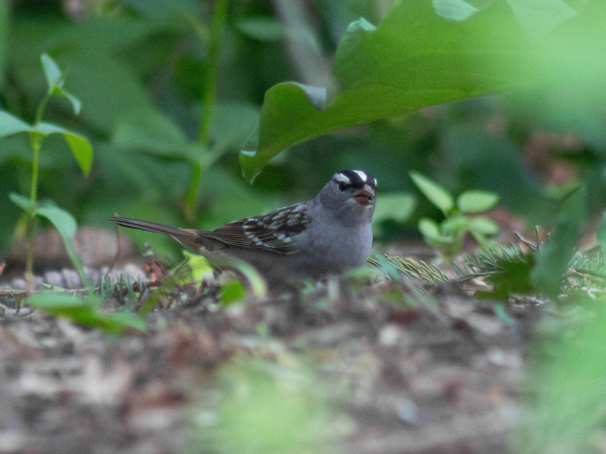 White-crowned Sparrow - ML619013373