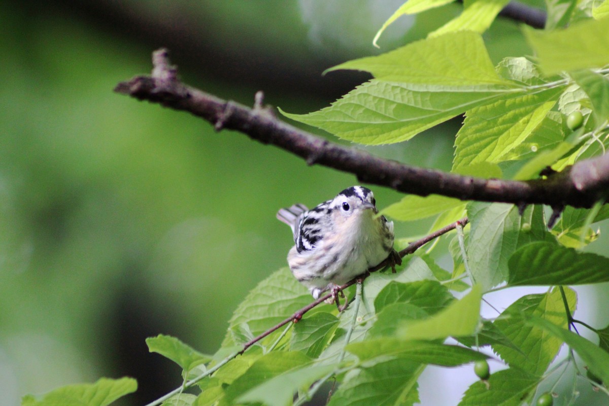 Black-and-white Warbler - ML619013397