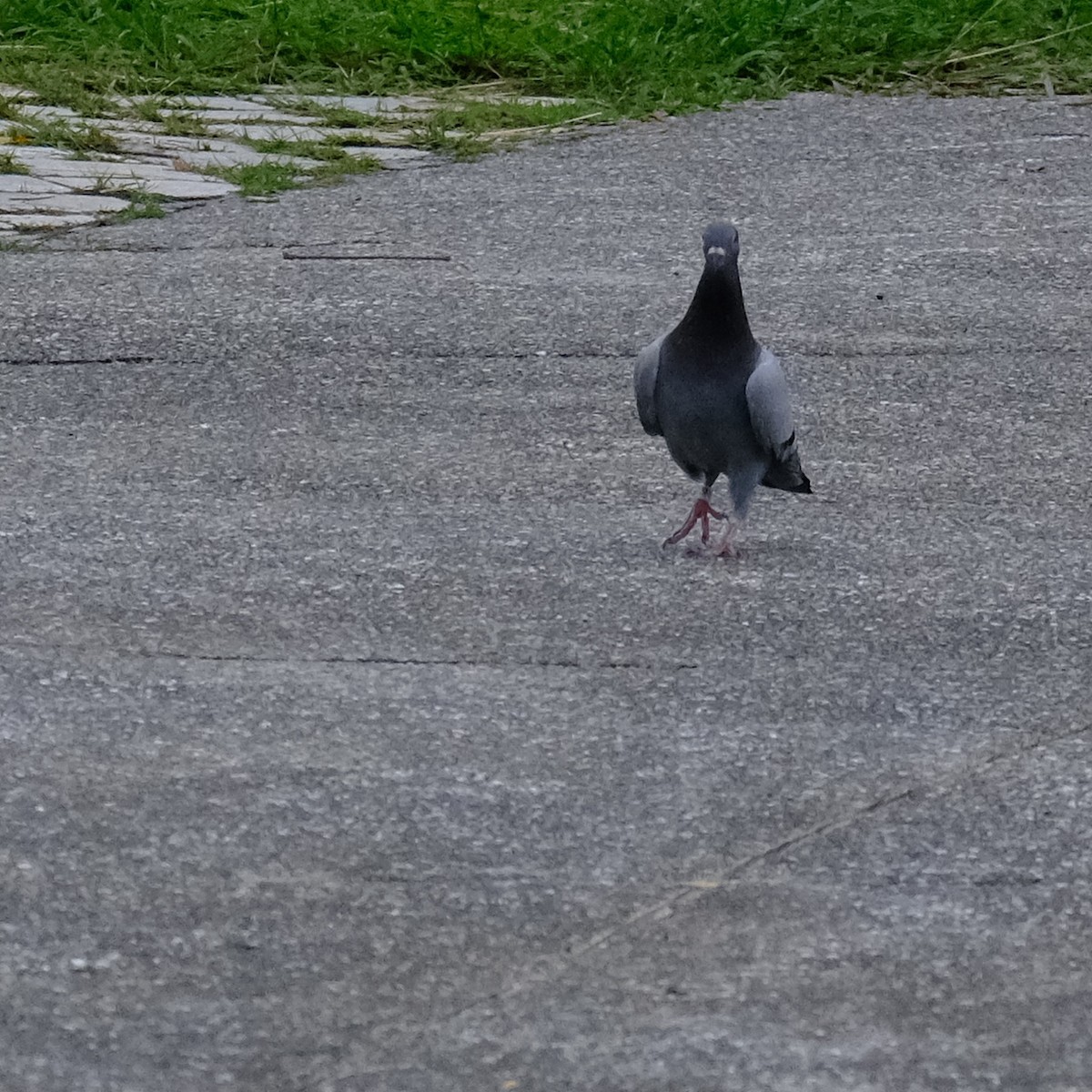 Rock Pigeon (Feral Pigeon) - ML619013401