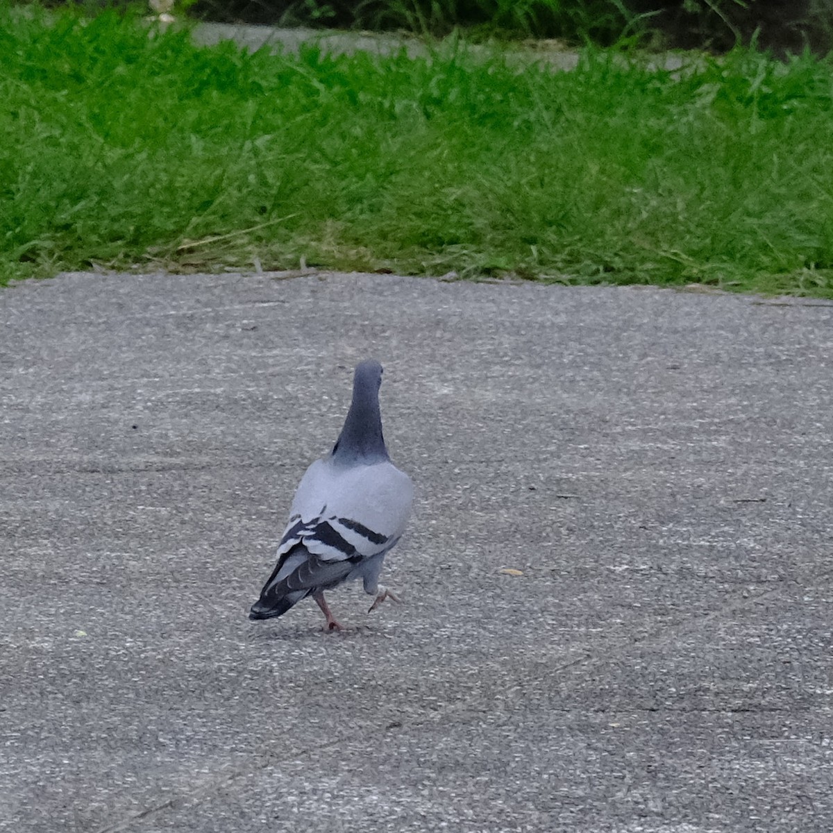 Rock Pigeon (Feral Pigeon) - ML619013402