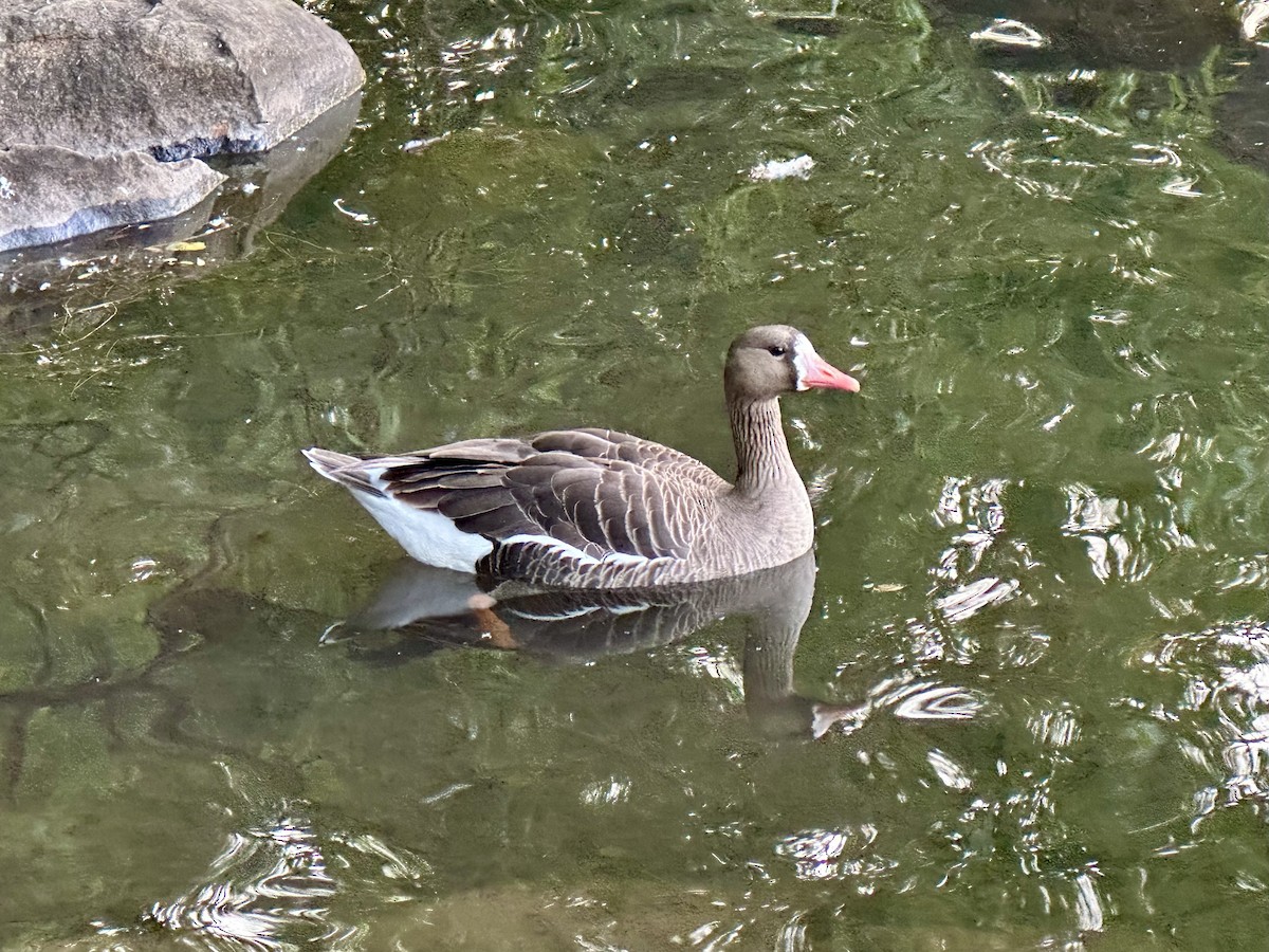Greater White-fronted Goose - ML619013412