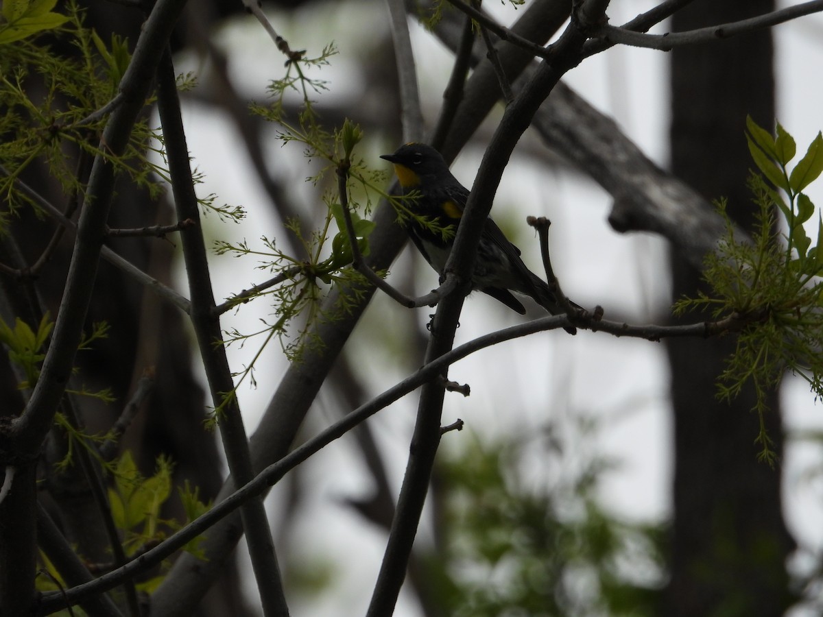 Yellow-rumped Warbler (Audubon's) - Jeff Percell