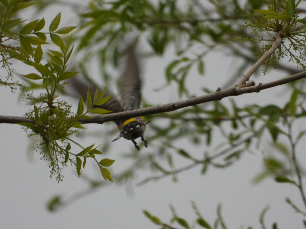 lesňáček žlutoskvrnný (ssp. auduboni) - ML619013416