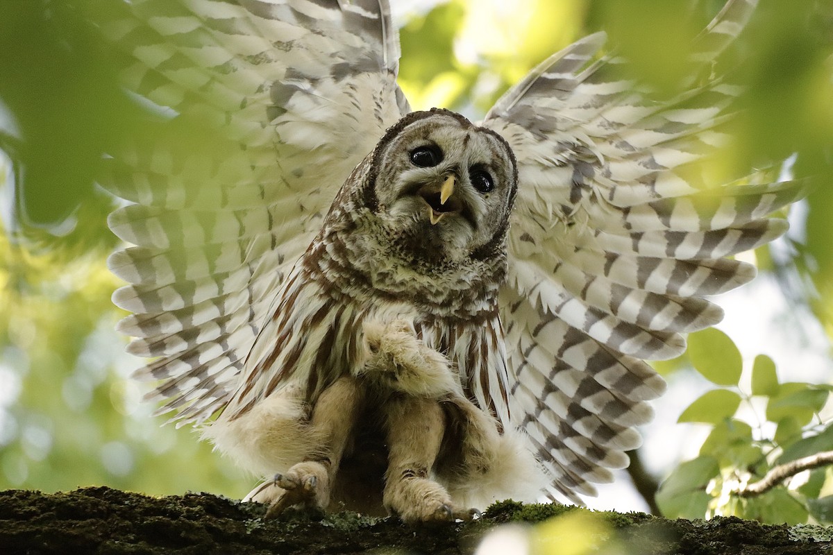 Barred Owl - ML619013419