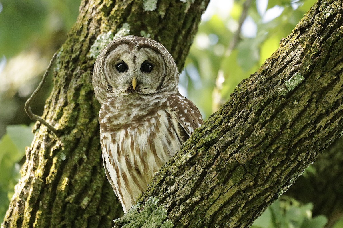 Barred Owl - ML619013426