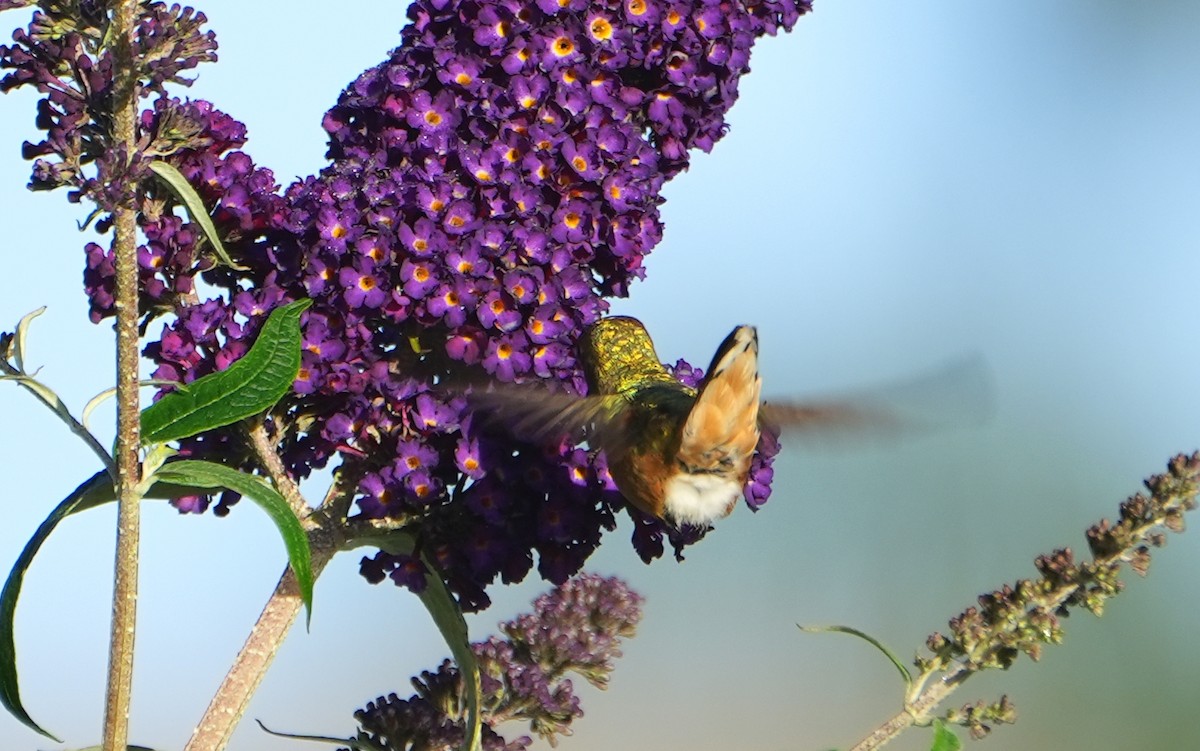 Allen's Hummingbird - Jack Maynard