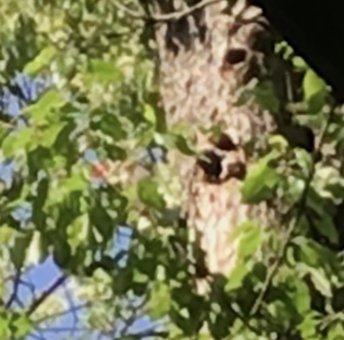 Pileated Woodpecker - ML619013543
