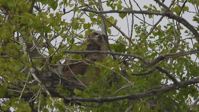 Great Horned Owl - ML619013546