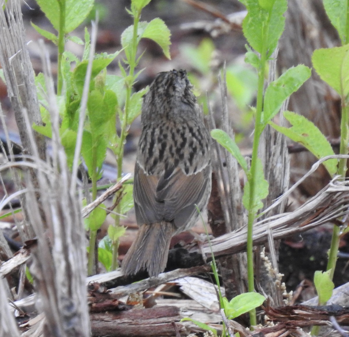 Lincoln's Sparrow - T C