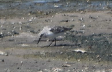 Sanderling - ML619013595