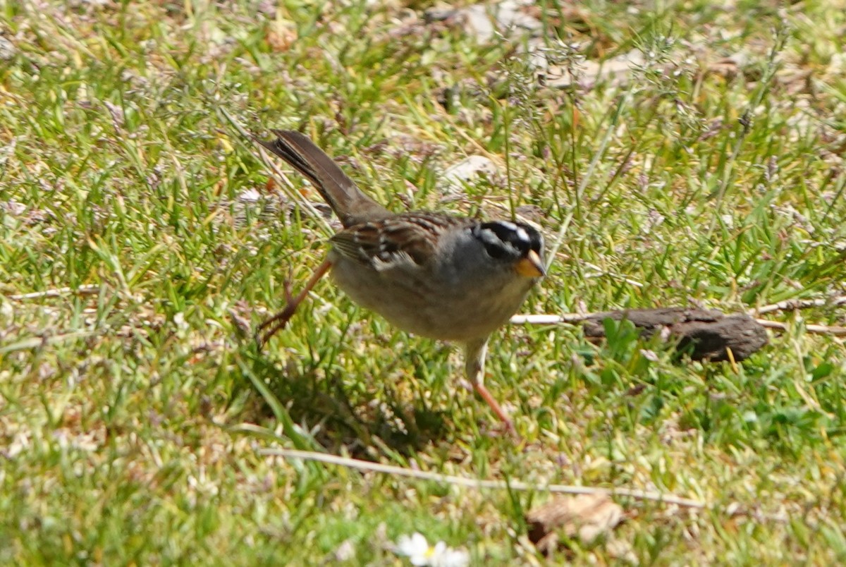 White-crowned Sparrow - BettySue Dunn