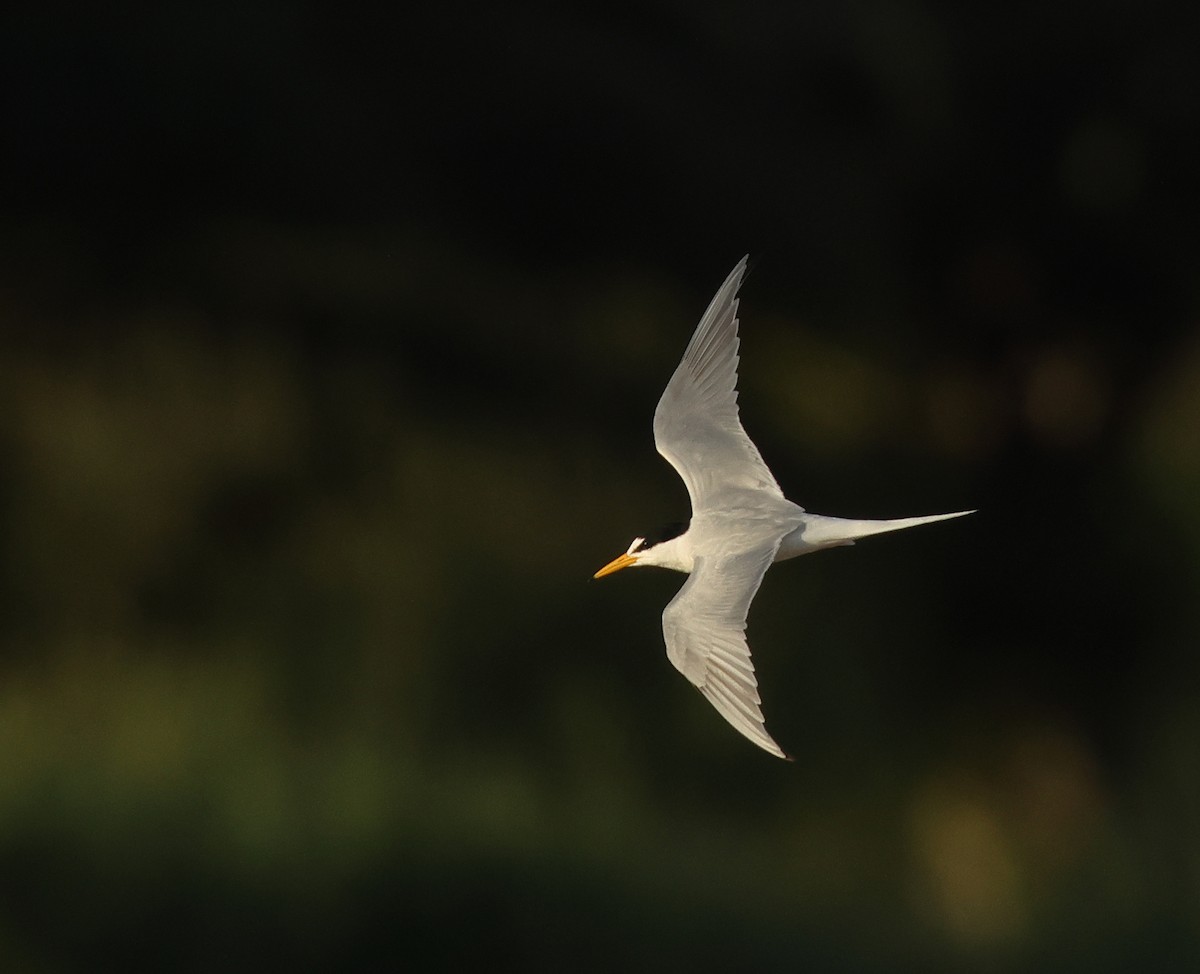 Little Tern - Dave Bakewell