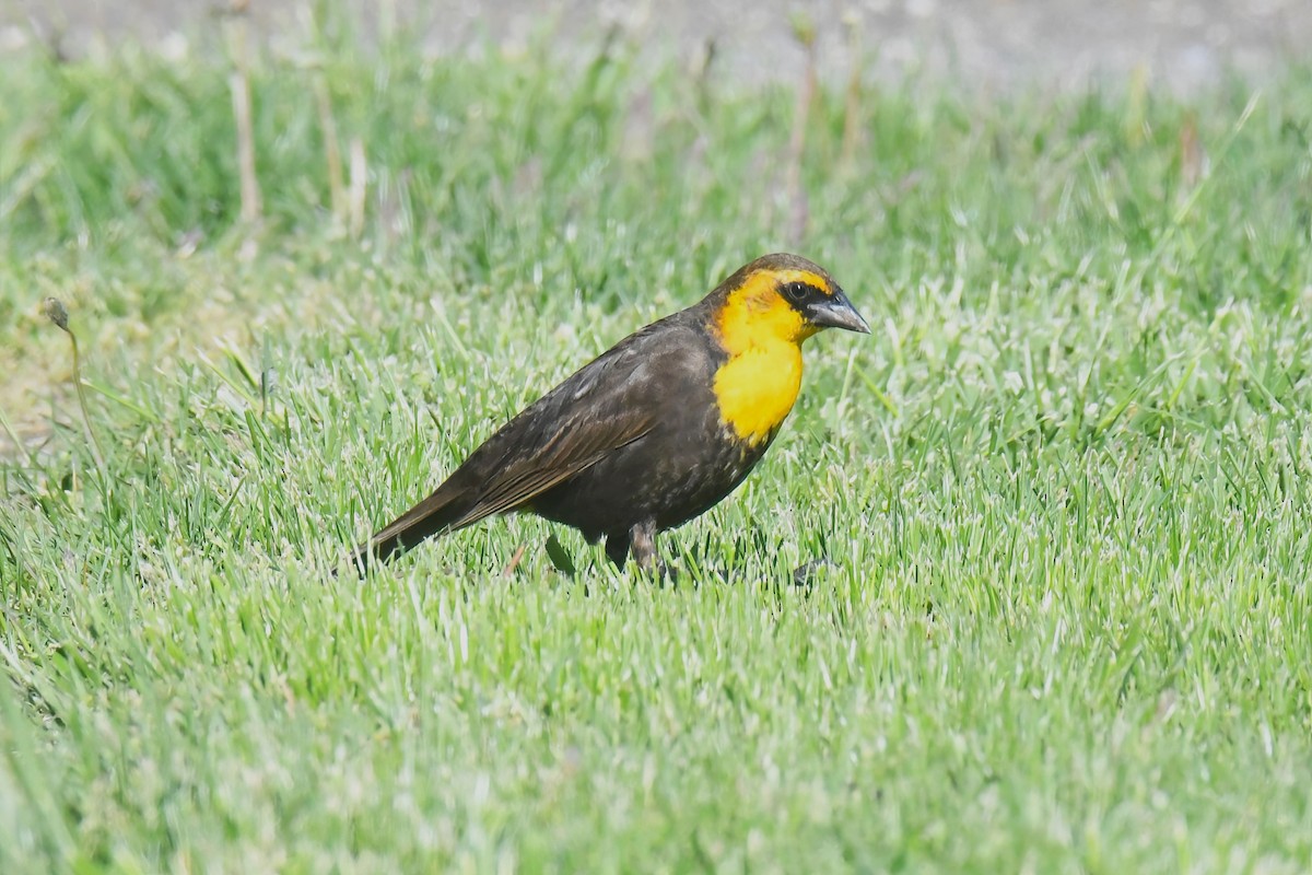 Yellow-headed Blackbird - ML619013621