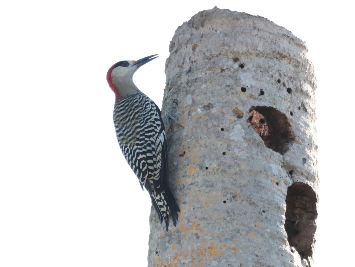 West Indian Woodpecker - ML619013633