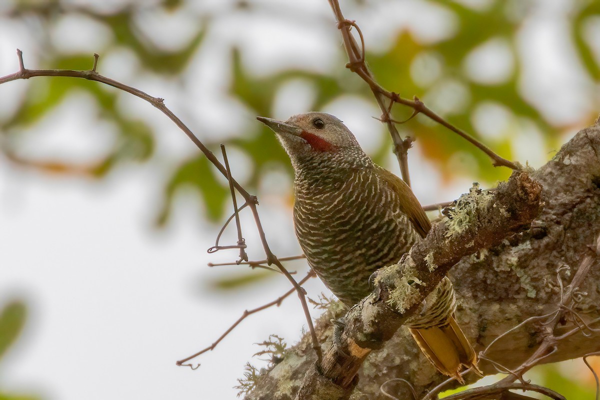 Gray-crowned Woodpecker - ML619013639