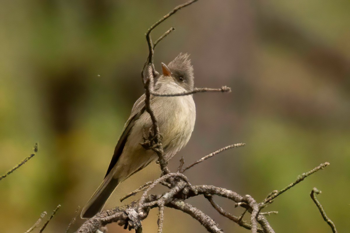 Greater Pewee (Mexican) - Fred Hochstaedter