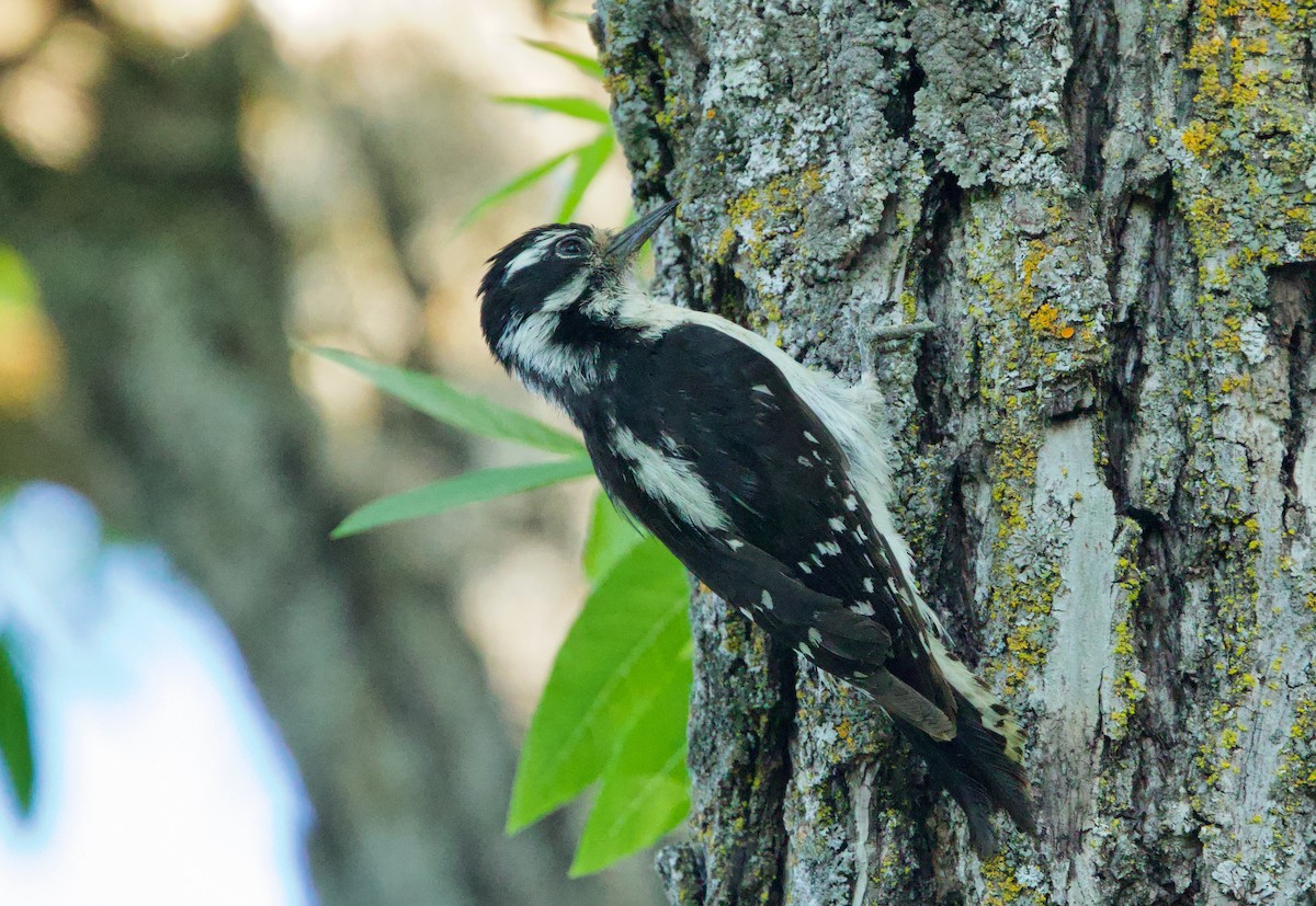 Downy Woodpecker - Pair of Wing-Nuts