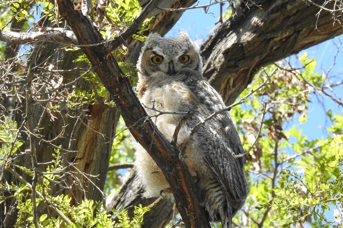 Great Horned Owl - ML619013663