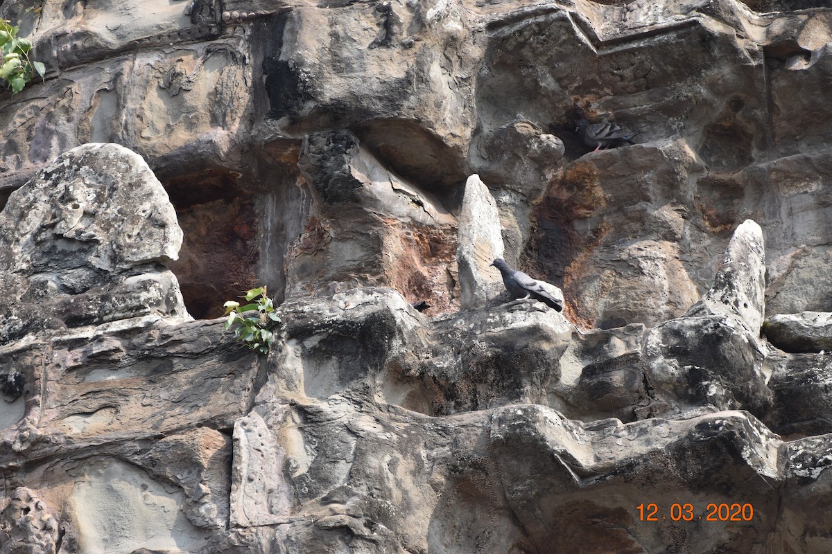 Rock Pigeon (Feral Pigeon) - ML619013669