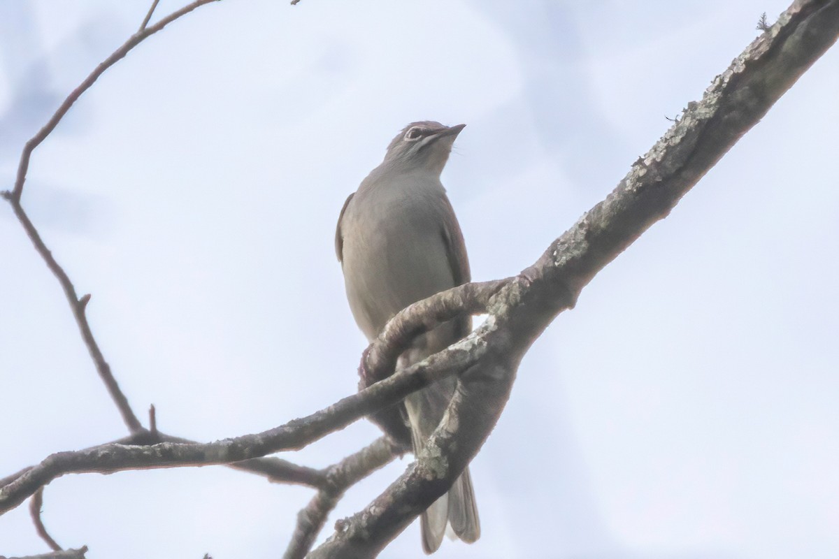 Brown-backed Solitaire - ML619013671