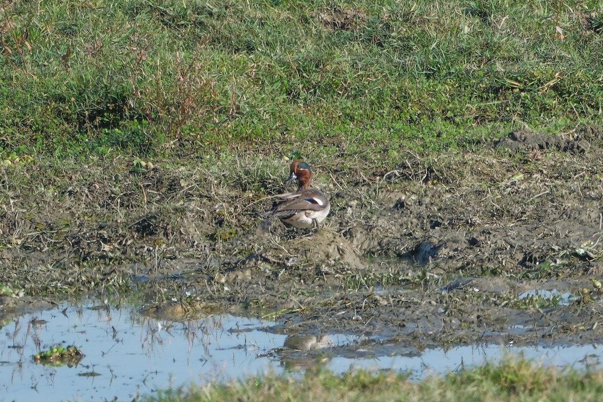 Green-winged Teal - ML619013678