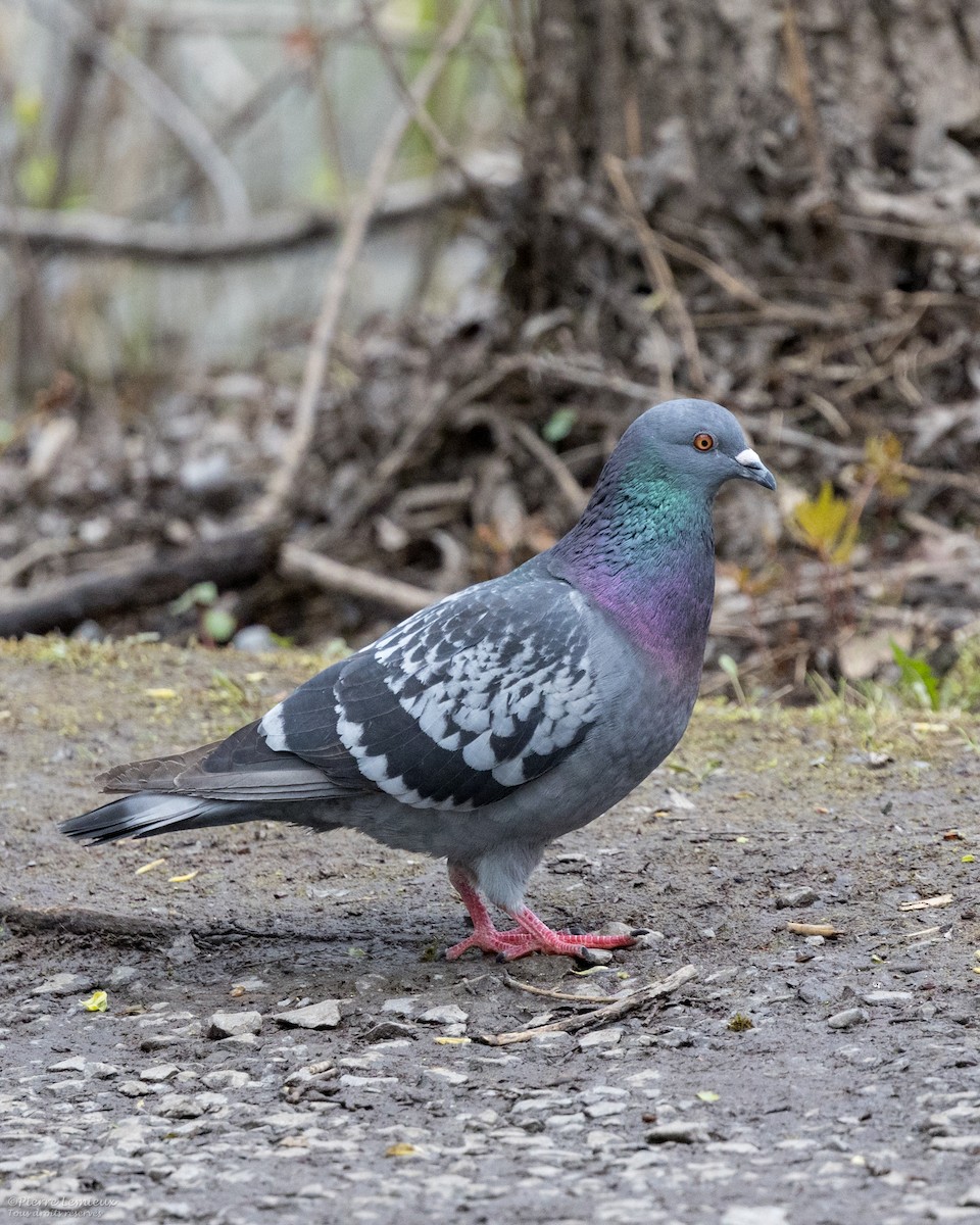 Rock Pigeon (Feral Pigeon) - ML619013687