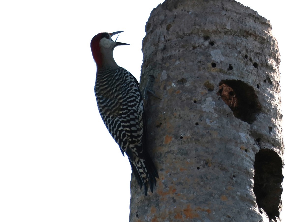 West Indian Woodpecker - ML619013688