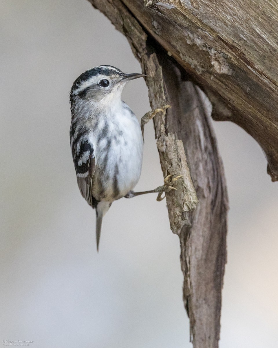 Black-and-white Warbler - ML619013702