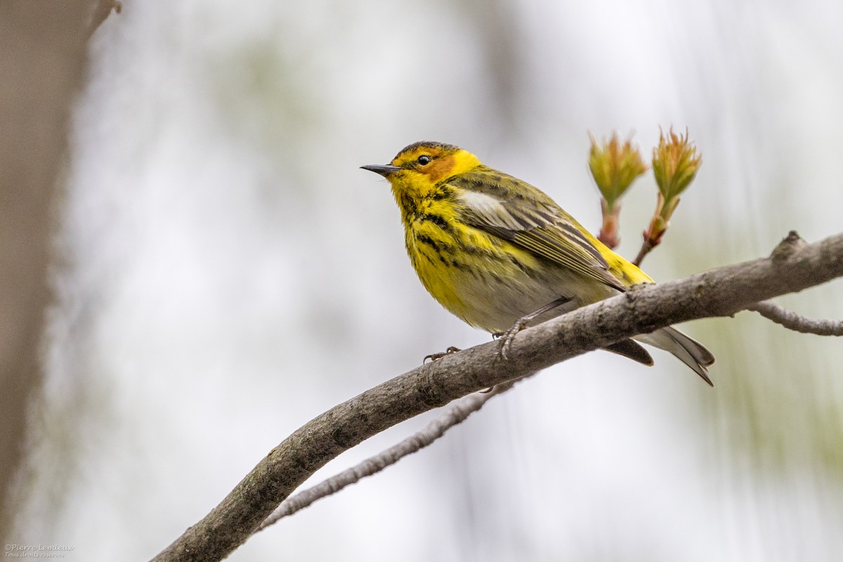 Cape May Warbler - ML619013733