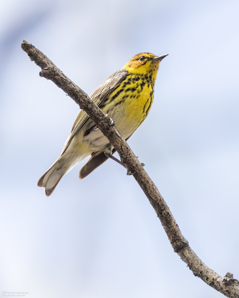 Cape May Warbler - ML619013734