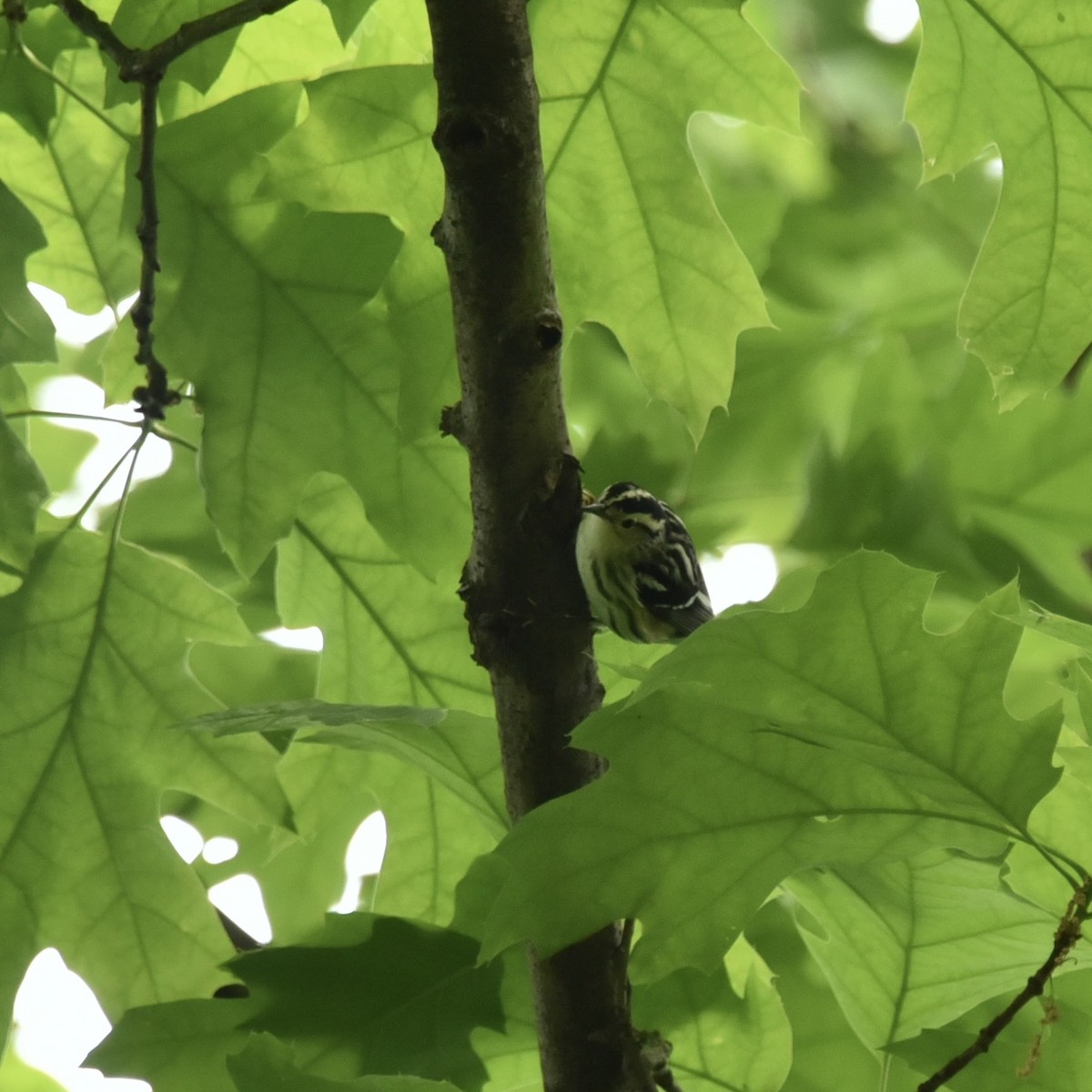Black-and-white Warbler - ML619013754