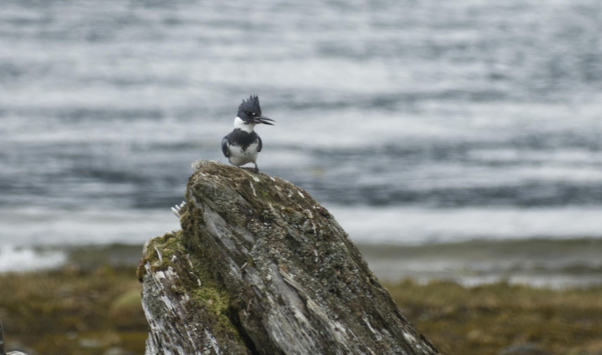 Belted Kingfisher - ML619013766