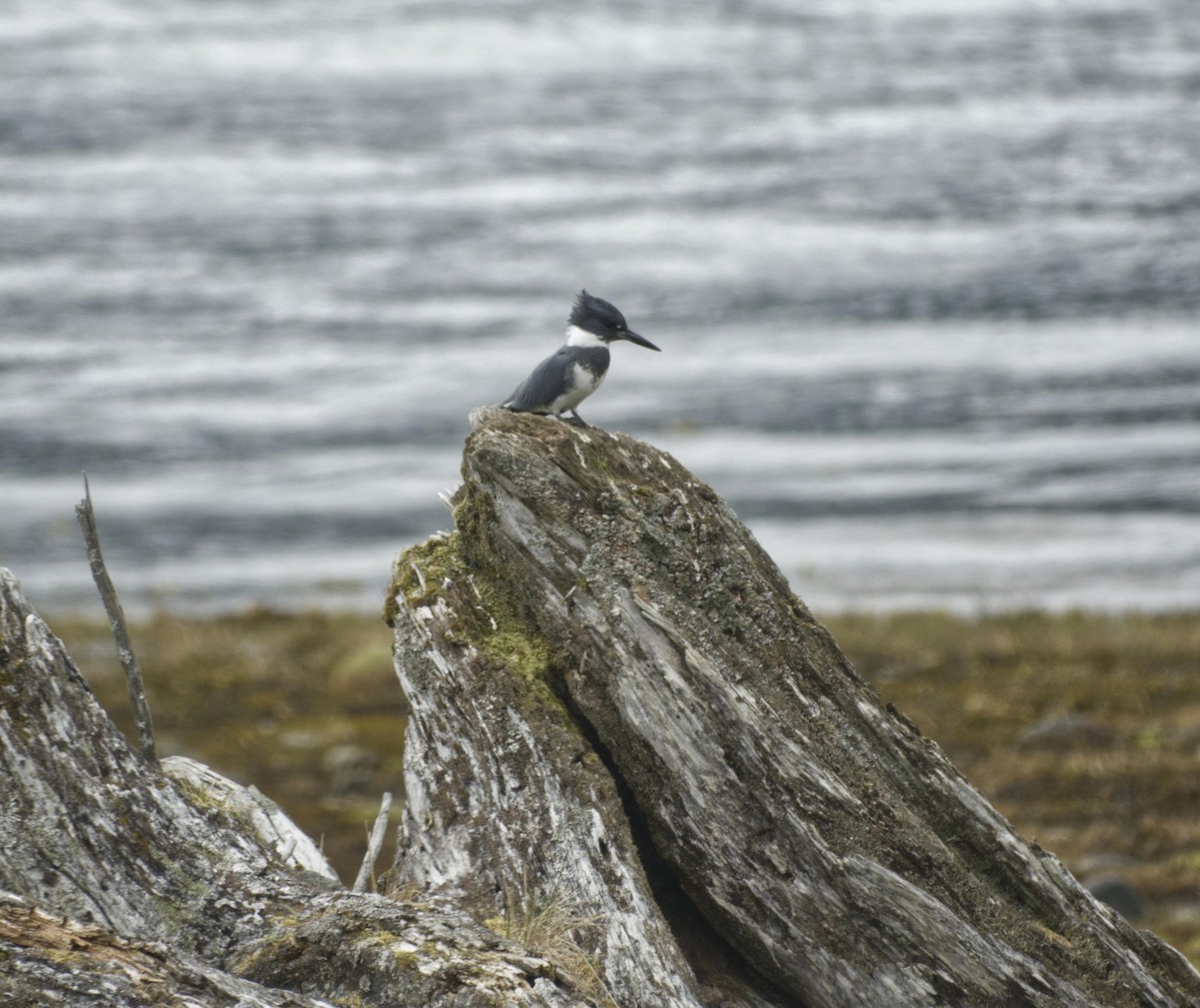 Belted Kingfisher - Robin Rowland