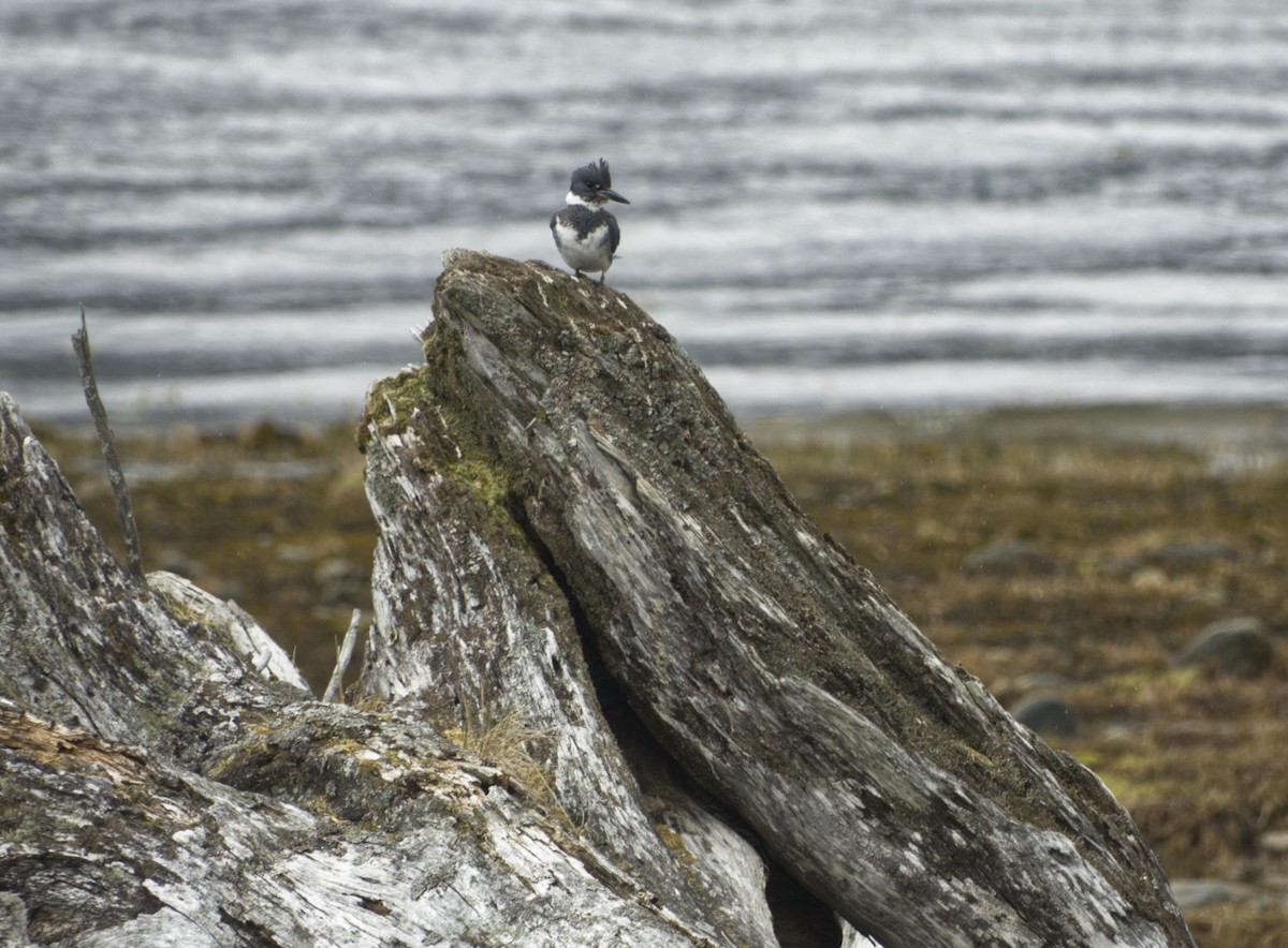 Belted Kingfisher - ML619013769