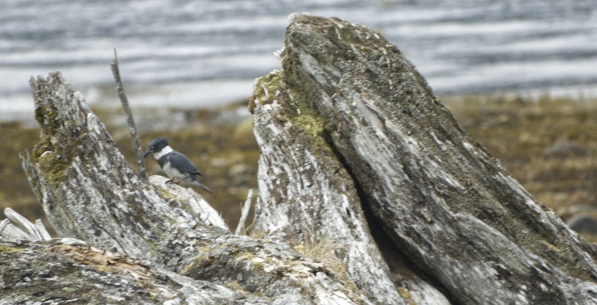 Belted Kingfisher - ML619013770