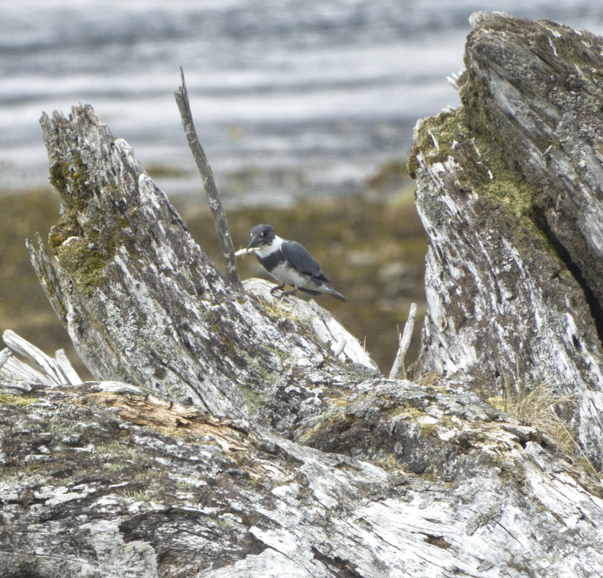 Belted Kingfisher - ML619013771