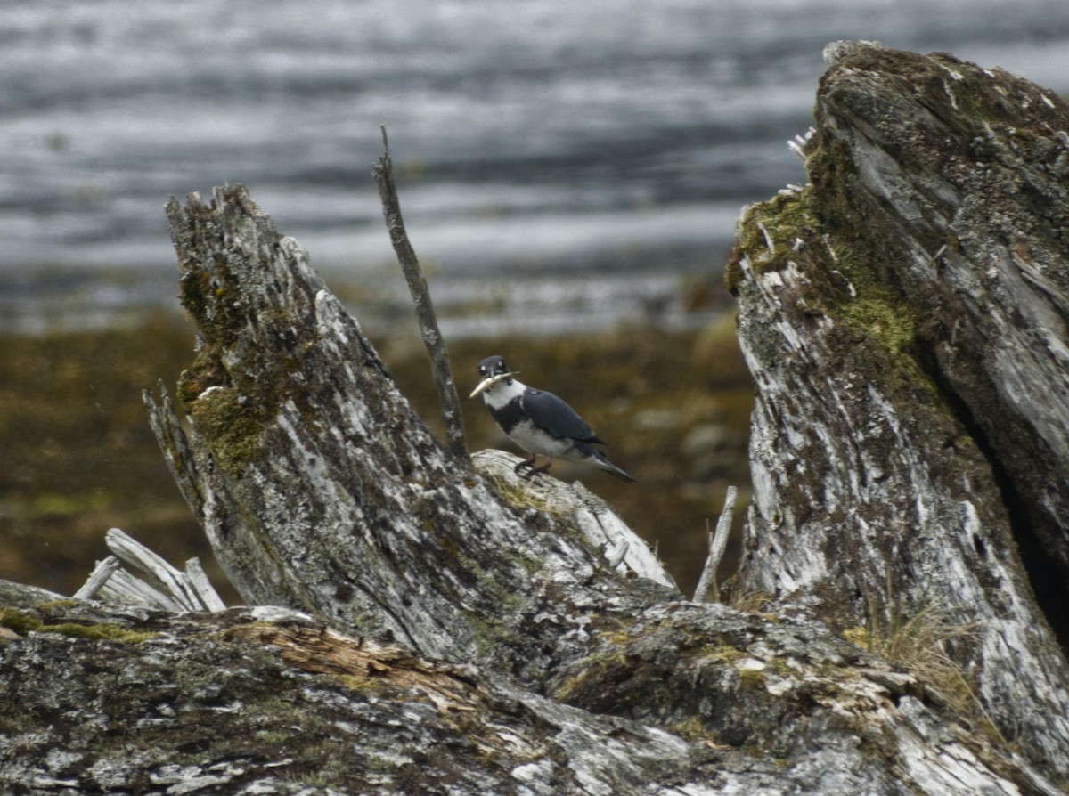 Belted Kingfisher - Robin Rowland