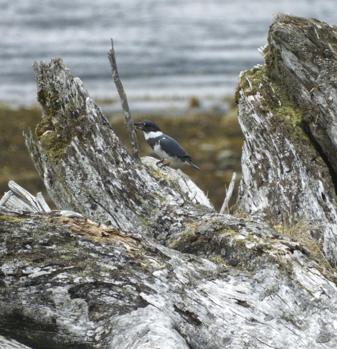 Belted Kingfisher - ML619013773