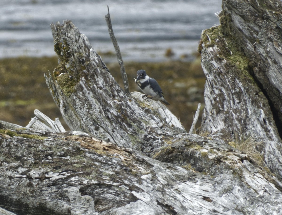 Belted Kingfisher - ML619013774