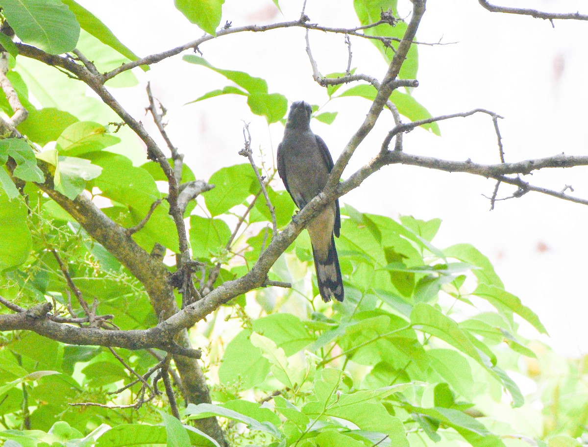 Black-winged Cuckooshrike - ML619013776